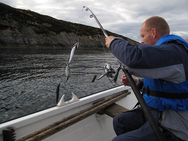 Sture pulling in 3 mackerels