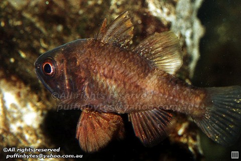 Southern Cardinalfish - Vincentia conspersa