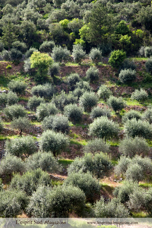 Olive trees field