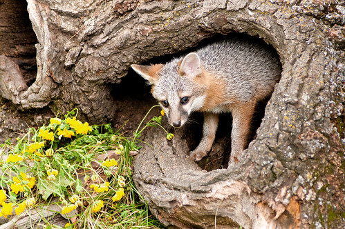 Resultado de imagem para gray fox burrow