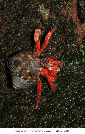 stock-photo-red-land-hermit-crab-from-the-south-coast-of-java-island-indonesia-coenobita-rugosa-482596