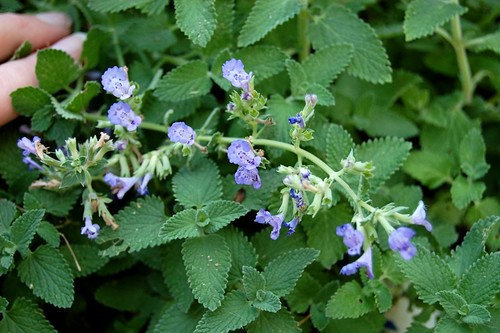 Catmint Blooms