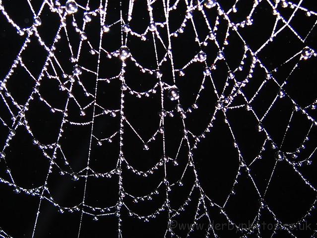Spider web covered in water droplets