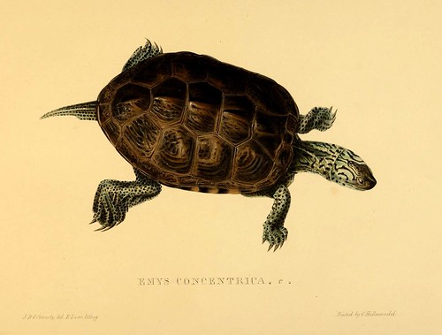 011-Emys concentrica-Tortoises terrapins and turtles..1872-James Sowerby