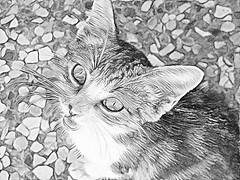 Cat (B&W Pencil Sketch Effect)