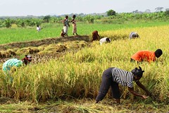 Okyereko Rice Cooperative Association