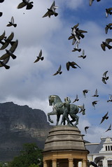 Birds flocking over Cape Town