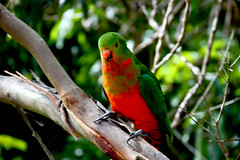 Australia Parrot