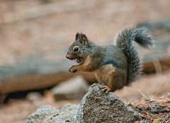 Douglas Squirrel with Pinecone nuts