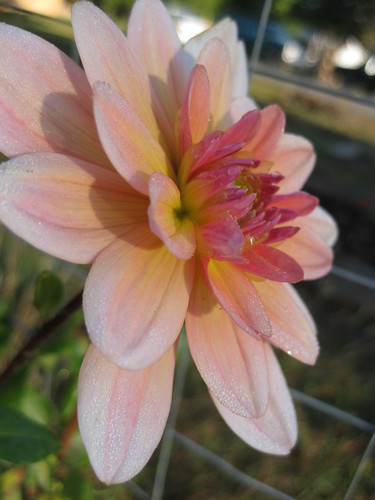 Dahlia and Morning Dew