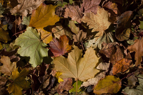 542:1000 Autumn leaves