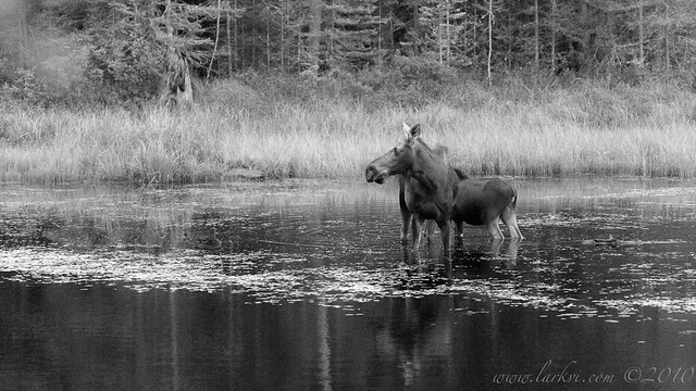 Moose, Algonquin Provincial Park, 2010