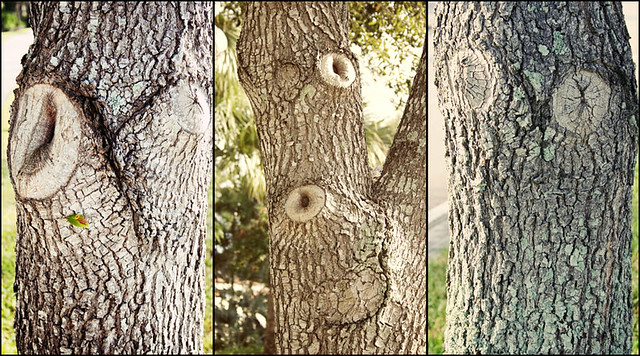 tree faces 2