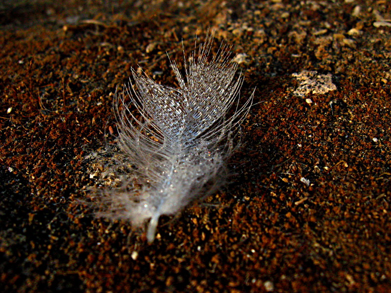 13-11-2010-dew-feather-another