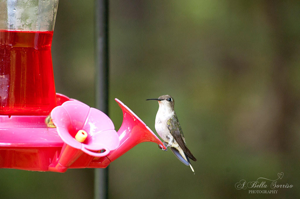 hummingbirds 09