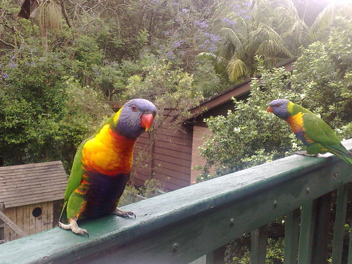 Rainbow lorikeets on the back deck