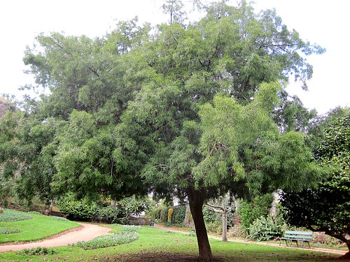 podocarpus1