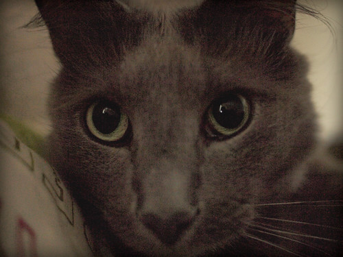 smokey eyes close up. Smokey Close Up Eyes. Smokey#39;s eyes get really big sometimes, as you can see. He was pretty interested in the camera on this particular day.