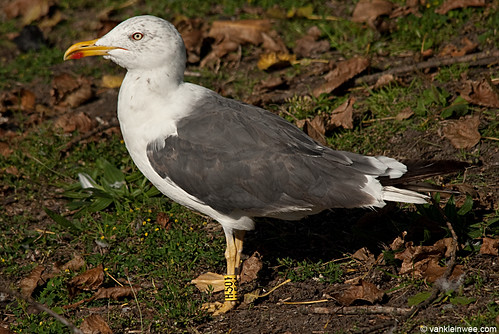 Lesser Black-backed Gull, 4cy, Y[H.501]