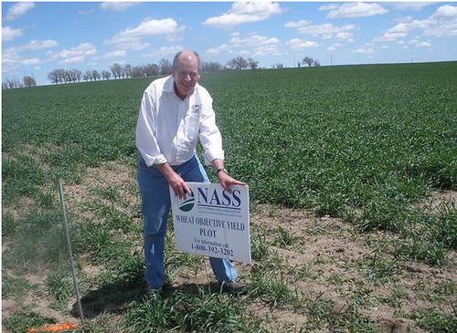 Charlie Ingram, Director of NASS Enumerator Program at National Association of State Departments of Agriculture, preparing a plot in Colorado for wheat objective yield measurements.