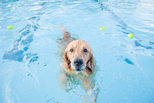 250/365: Doggie Day Swim
