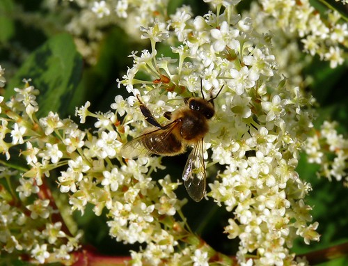 22378 - Honey Bee (Apis Mellifera) on Japanese Knotweed