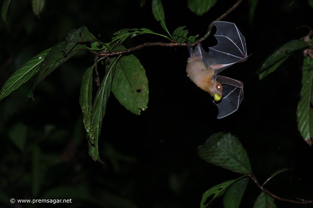 Dusky fruit bat
