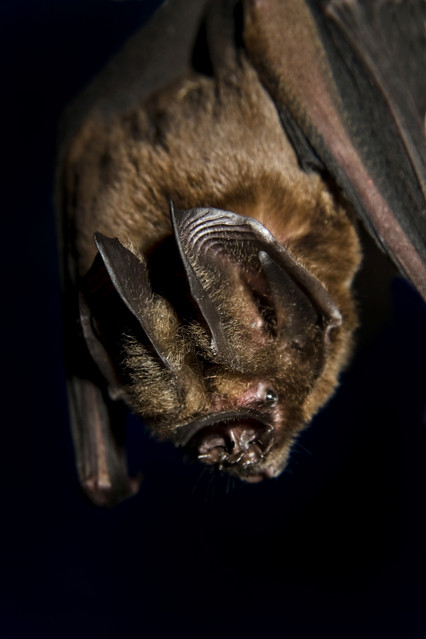Morcego, Parque Nacional do Juruena, Mato Grosso