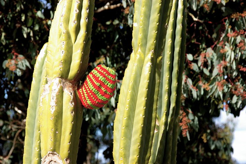 cactus cosy