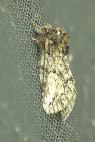 Mottled Prominent moth - Copy