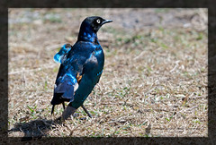RÃ¼ppell's Glossy Starling (Lamprotornis purpuroptera) RÃ¼ppell's glansstare