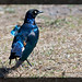 RÃ¼ppell's Glossy Starling (Lamprotornis purpuroptera) RÃ¼ppell's glansstare
