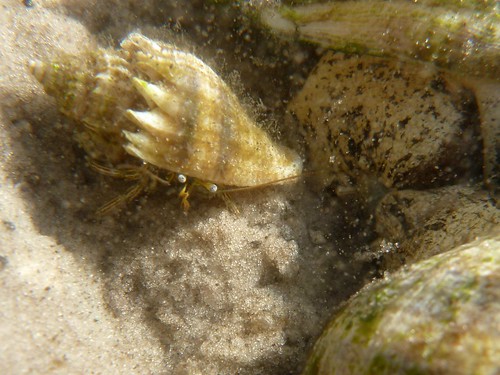 Hermit crab in crown conch shell, next to crown conchs