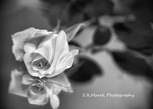 Rose reflection