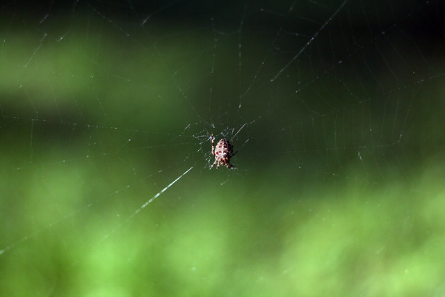 Day 22 - Itsy Bitsy Spider