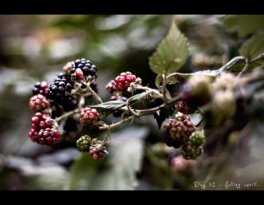 Day 51, 051/365, Project 365, berries, brambleberry, Brombeere, bokeh