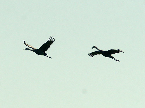 Sandhill Cranes 20101009