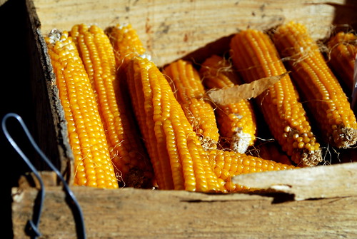 Farmers Market Corn