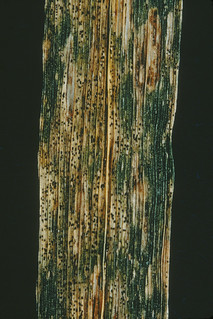 Septoria or Stagonospora blotch symptoms on wheat