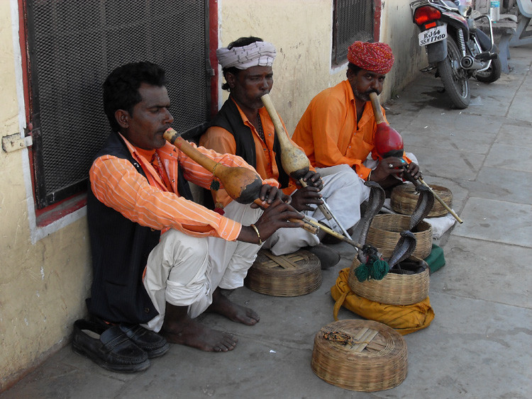 Snake charmers Jaipur
