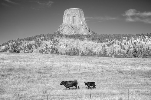 Cows at Devils Tower
