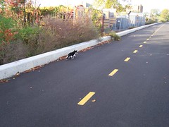 A cat on the Metropolitan Branch Trail, DC