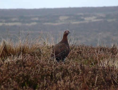 23700 - Red Grouse, Ilkley Moor