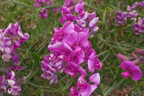 Close up of the orchids on Neskowin Beach