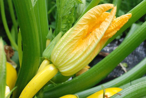 emane suvikõrvitsaõis/female zucchini flower