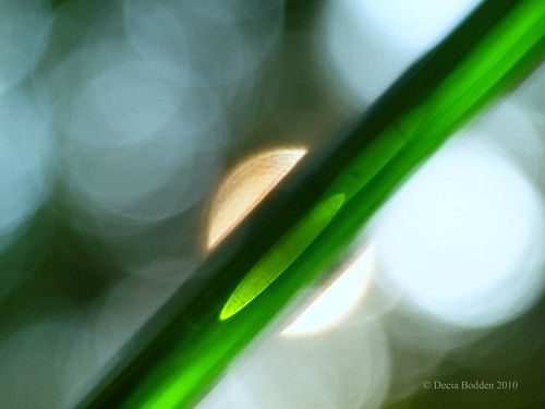 Glass Stick II by Decia Bodden
