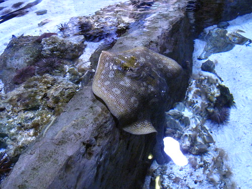 Georgia Aquarium 92