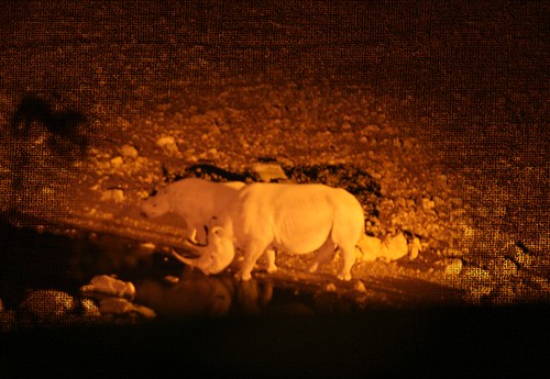 Ongava Black Rhino At Night
