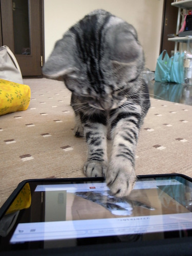 a Cat with iPad , 2