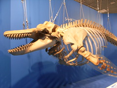 シャチの骨格標本